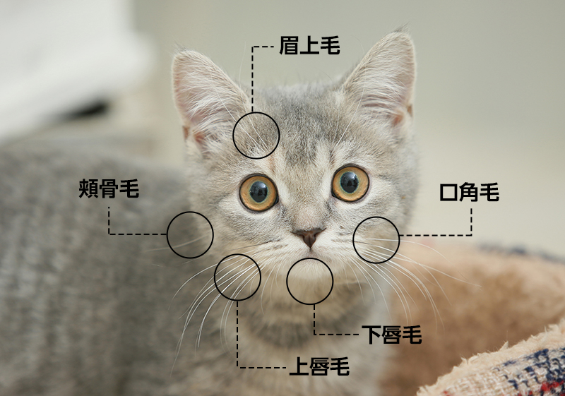 猫のヒゲ