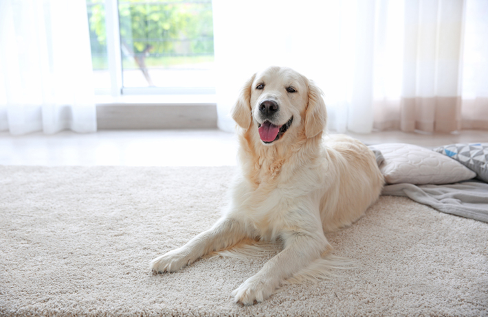 室内飼育により、飼い主さんが愛犬の肌トラブルに気づきやすくなりました。