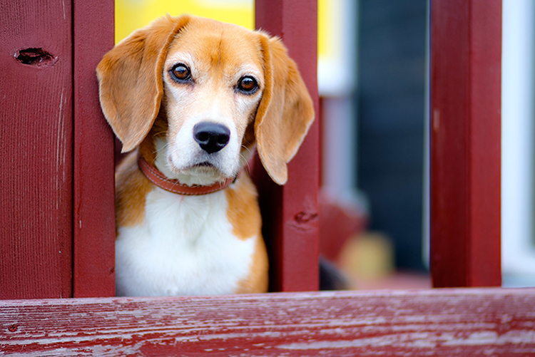 耳が垂れている犬は蒸れやすいのでこまめにケアしてあげたいですね。