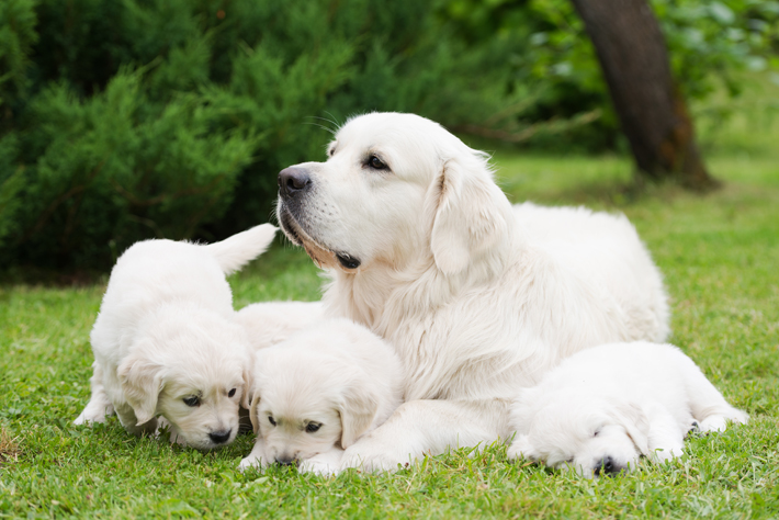 健康リスクや子犬の生活などを十分に考慮した上で、出産させましょう。