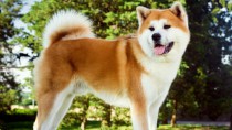 もっと知りたい！秋田犬　特徴と性格