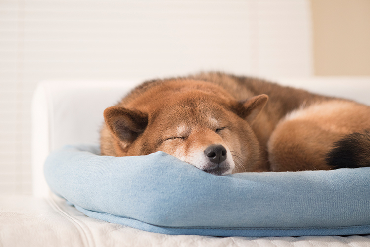 お留守番の時は、愛犬が快適に過ごせる環境を維持しましょう。