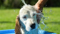 夏到来！愛犬を熱中症から守るためにできること