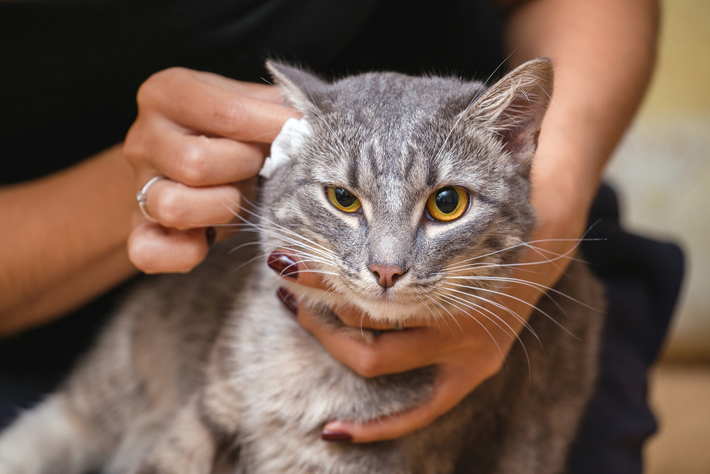 猫の耳掃除は、見える範囲を柔らかいコットンなどで拭いましょう。