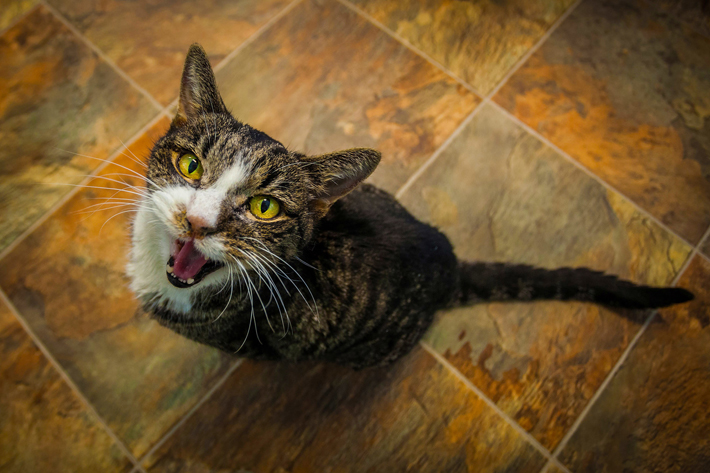 飼い主さんに何を伝えているのでしょうか？