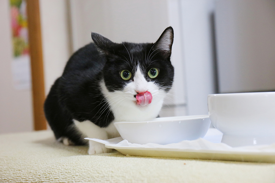 いつでも水をたっぷりと飲めるように準備しておきましょう。