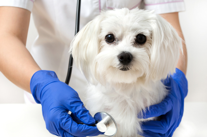 犬が食べてはいけないものを食べてしまった場合は、すぐに受診しましょう。