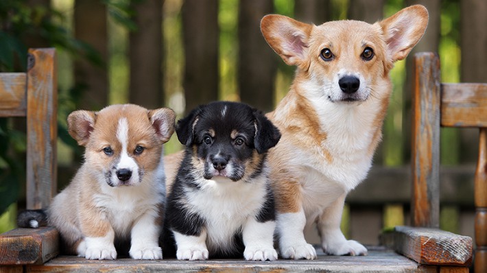 犬に多い子宮蓄膿症の感染原因や症状・治療法・予防法は？