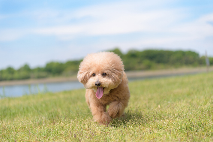 背景をぼかすことで愛犬が引き立ちますね。