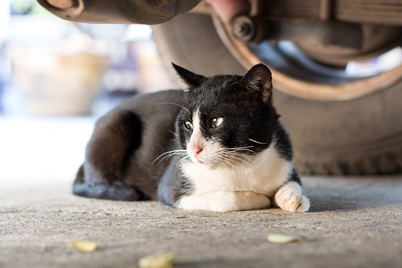 猫は人目につかない場所を好みます。