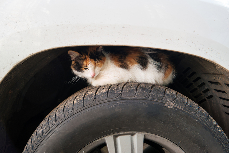 どんな季節でも、猫の入り込みには注意が必要です。