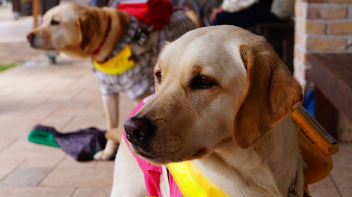 いろんなところで大活躍！補助犬の役割