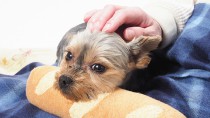 心も体も癒やされる！愛犬へのマッサージで健康＆愛情確認