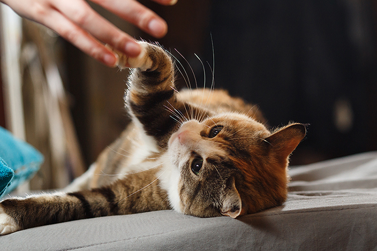 優しい「猫パンチ」は、遊んでほしいサインです。