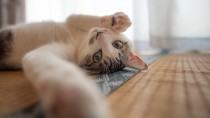 可愛いだけじゃない！「猫パンチ」にはこんな理由があった！