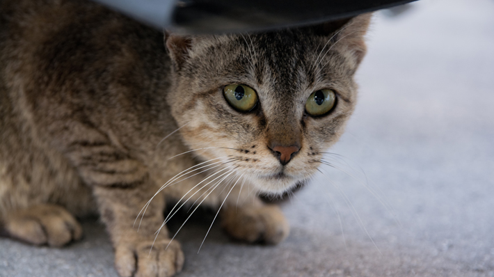 ほとんど外に出たことのない猫は、近所の物陰にうずくまっていることが多くあります。