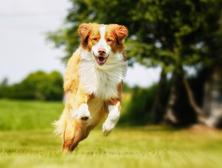 大自然を目一杯駆け回れるのは、愛犬にとってもうれしい瞬間です。