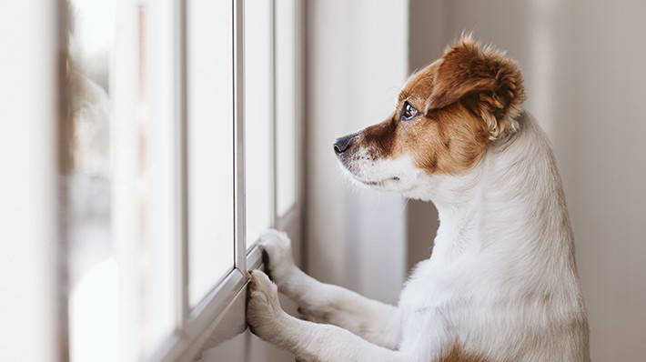 愛犬の「分離不安」とは？　症状や原因をチェック！