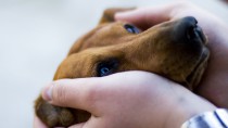 犬の「リンパ腫」はどんな病気？治療法は？獣医師に聞きました