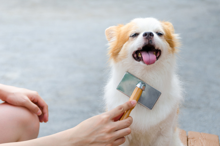 愛犬は常に清潔な状態にしてあげたいですね。