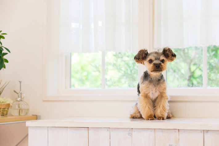 部屋の消臭は犬のストレスにならないようにすることも重要です。