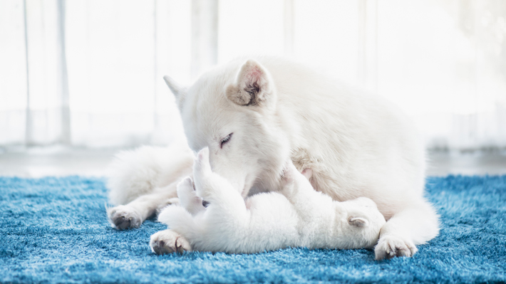 母犬に舐められることで、子犬はリラックスできます。