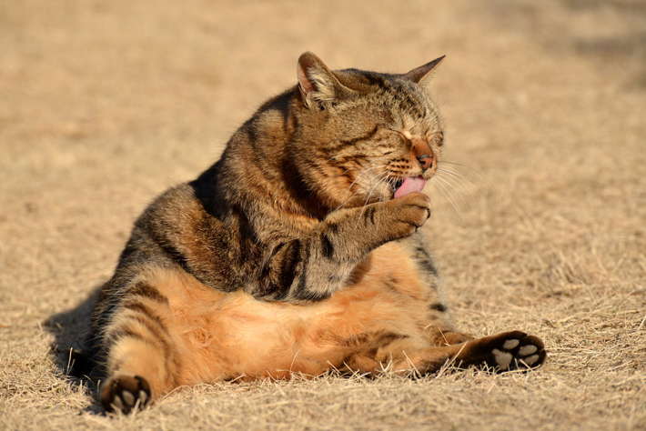 普段から愛猫の様子を知っておくことは大切です。