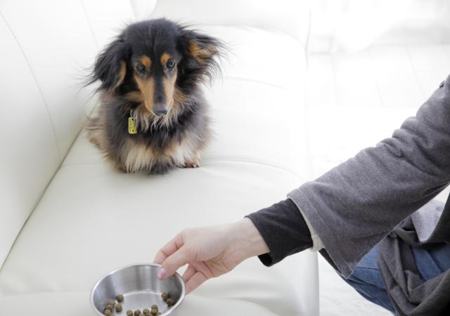 犬の体型や年齢に合ったフードを選びましょう。