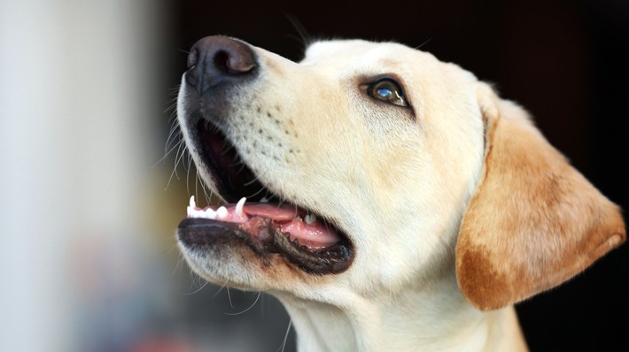 犬のしゃっくりはなぜ起こる？飼い主さんにできる対処法