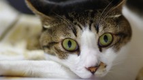 猫の「イカ耳」は不安のサイン？猫の気持ちに寄り添おう