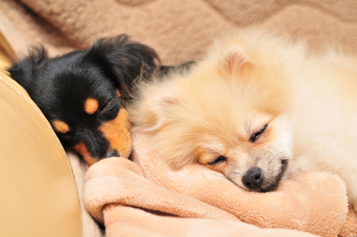 2頭の犬を飼えば、食費や医療費、ケージなどの用品代はすべて2倍になります。