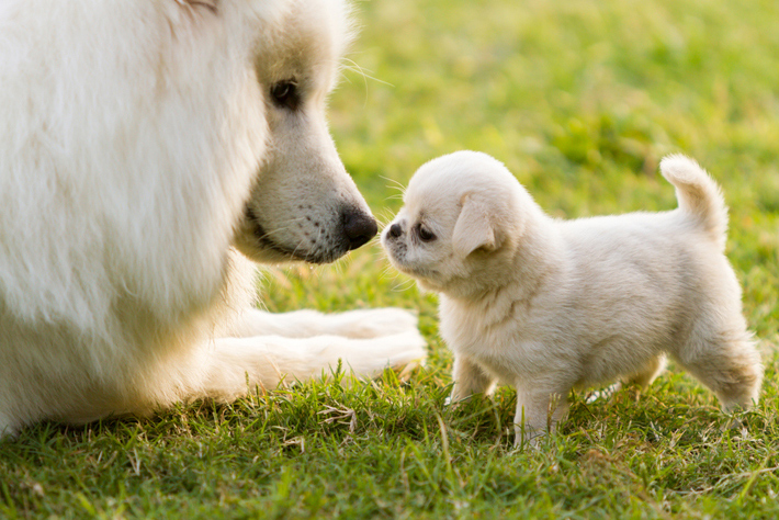 子犬の場合は、ワクチン接種が終わってから接触させるようにしましょう。