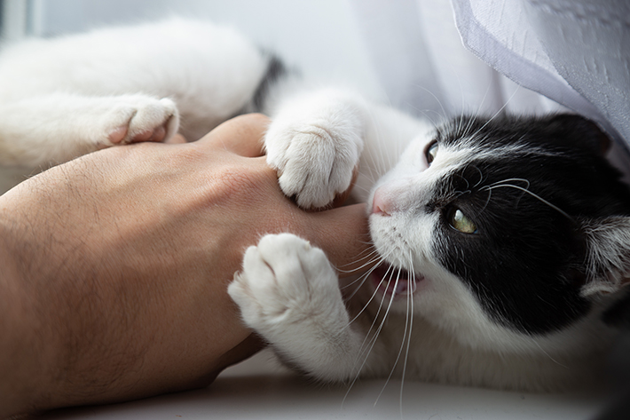 相手をしてほしいという気持ちから、飼い主さんの手を噛むことがあります。