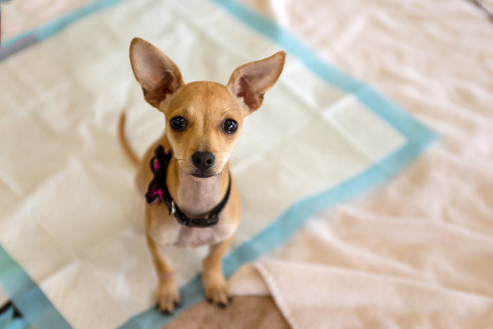 ペットシーツでも排泄できるようにしておくと、将来的に犬のためになるでしょう。