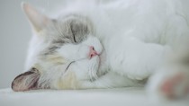 教えて獣医さん！猫伝染性腹膜炎（FIP）は治る？予防方法はある？