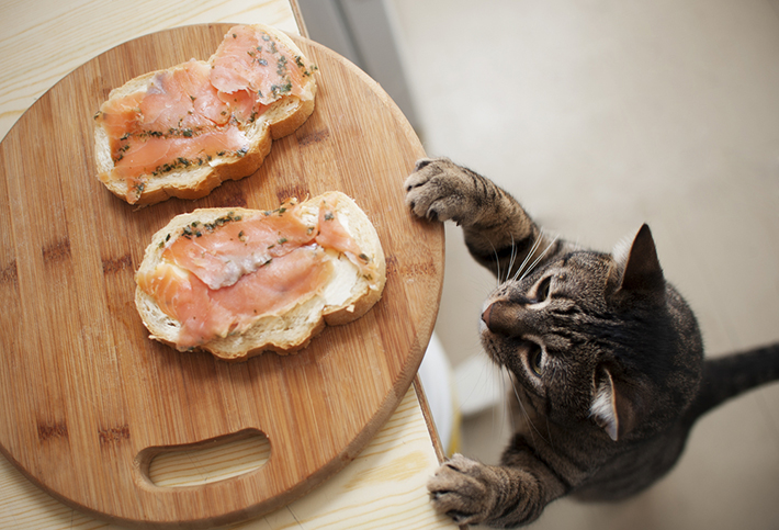 ねだられても、人間の食べ物を与えてはいけません。