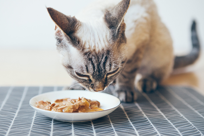 フードににおいがうつらないよう、保存状態に注意しましょう。