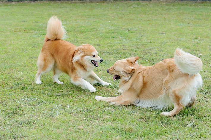 トラブルにならないよう愛犬からは目を離さないようにしてください。