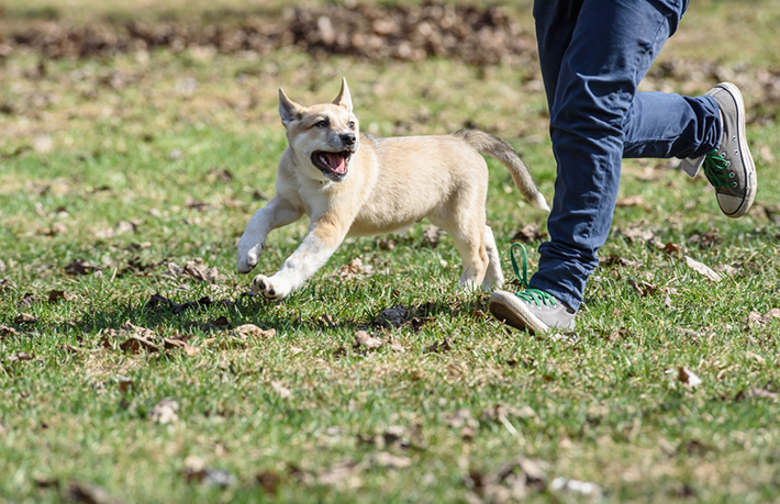 愛犬にあったエリアで遊ばせましょう。