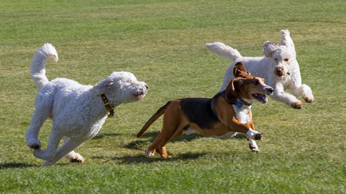 愛犬と一緒にドッグランへ！気をつけたいマナーとルール