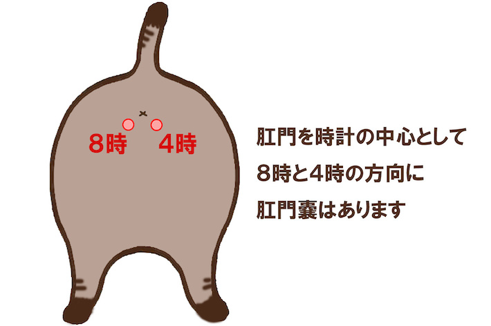 肛門嚢に分泌液が溜まっていないか、チェックが大切です。