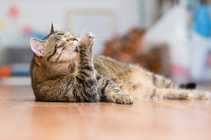 室内飼いは、猫と飼い主さんにとっても、メリットがたくさんあります。