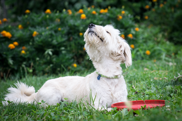 犬の嗅覚はとても優れているため、においに敏感です。