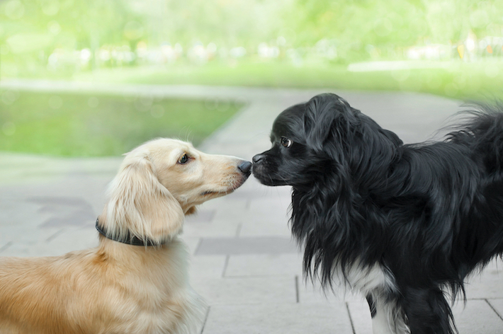 色々な犬と遊び、触れ合うことで、社会性を育て、ストレス解消に。