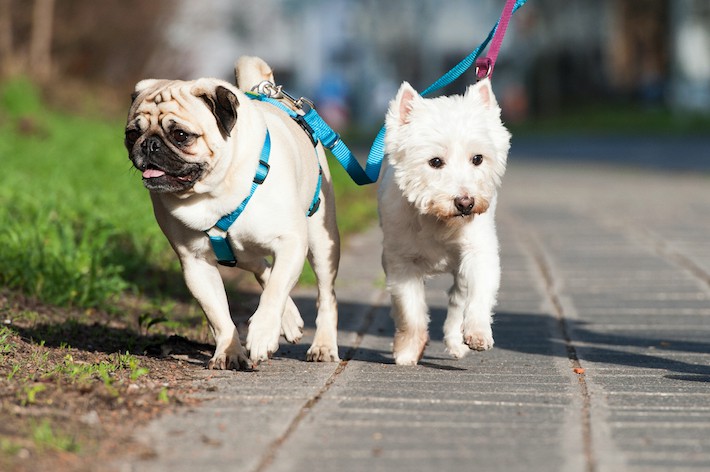 【獣医師監修】小型犬に散歩は必要？適切な回数や距離、注意点を解説