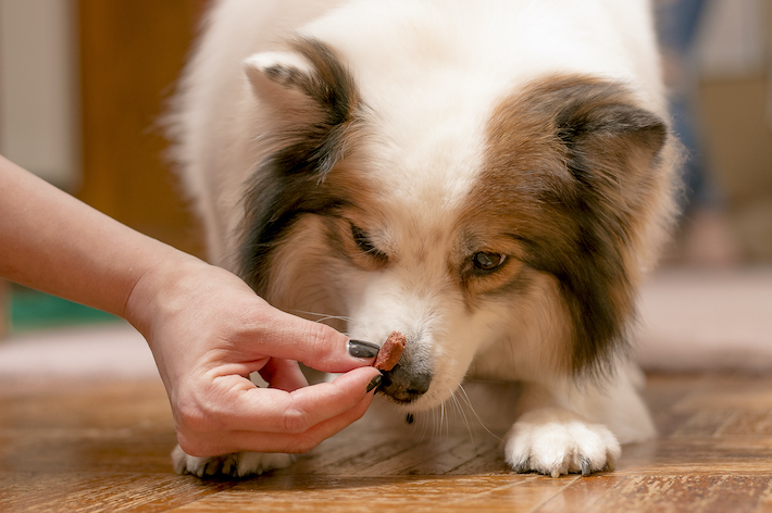 愛犬を驚かせないように、優しく声をかけながら、飲ませましょう。