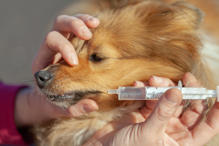 唇の端から、犬の飲み方にあわせて、少しずつ注入してあげましょう。