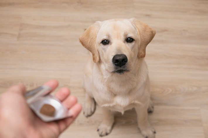 【獣医師監修】犬に薬を飲ませたい！上手に飲ませるコツ