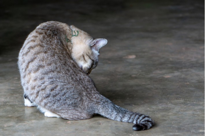 おしえて獣医さん！　愛猫の「フケ」の原因と予防方法