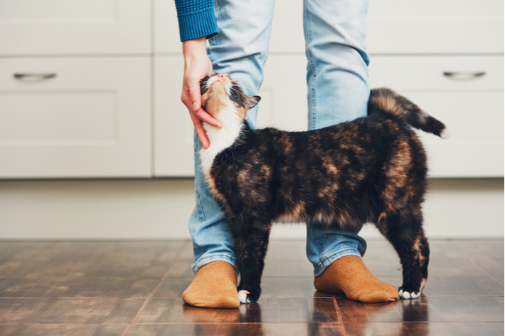 帰宅したら愛猫が満足するまで可愛がってあげましょう。